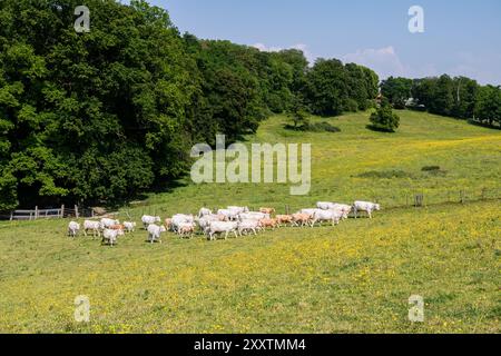 Branco di vacche Charolais (o Charolaise) in un campo in primavera Foto Stock