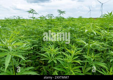 Campo di canapa: Coltura di canapa tessile biologica, fibra vegetale naturale per l'industria tessile, Cannabis Sativa Foto Stock