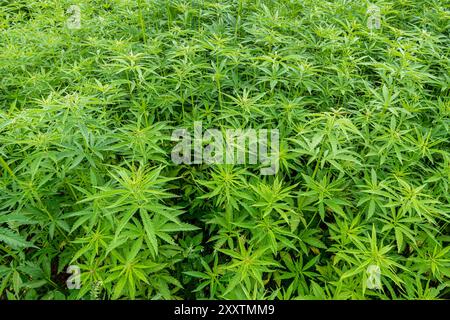 Campo di canapa: Coltura di canapa tessile biologica, fibra vegetale naturale per l'industria tessile, Cannabis Sativa Foto Stock