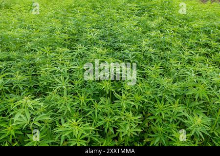 Campo di canapa: Coltura di canapa tessile biologica, fibra vegetale naturale per l'industria tessile, Cannabis Sativa Foto Stock