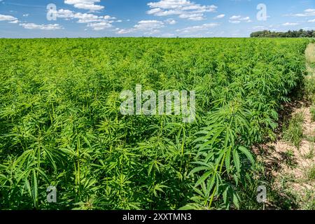 Campo di canapa: Coltura di canapa tessile biologica, fibra vegetale naturale per l'industria tessile (cannabis sativa) Foto Stock