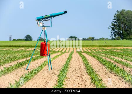 I cannoni spaventa il propano per spaventare corvi e piccioni in un campo di mais colpito dalla siccità, bloccando la crescita delle piante. Il dispositivo è progettato per Foto Stock