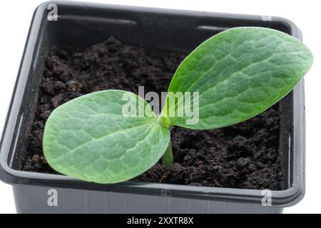 Baby squash pianta germoglio in vaso di plastica pronto per piantare isolato su sfondo bianco Foto Stock