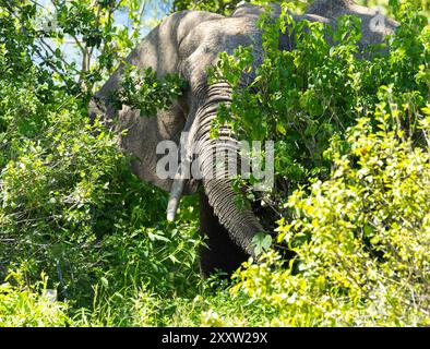 Un toro di elefante si fa strada attraverso un fitto sottobosco, pochi altri animali hanno la massa o il potere di chiacchierare attraverso una vegetazione così densa Foto Stock