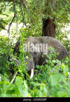 Un toro di elefante si fa strada attraverso un fitto sottobosco, pochi altri animali hanno la massa o il potere di chiacchierare attraverso una vegetazione così densa. Foto Stock