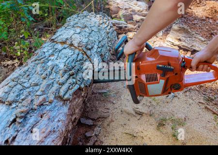 Lavorando con la motosega, il forestiere taglia vecchi alberi di grandi dimensioni danneggiati Foto Stock