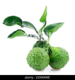 Kaffir lime primo piano su sfondo bianco. Foto Stock