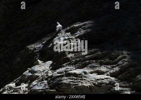 Wallcreeper (Tichodroma muraria) camuffato tra le rocce di una gola Svizzera agosto 2024 Foto Stock