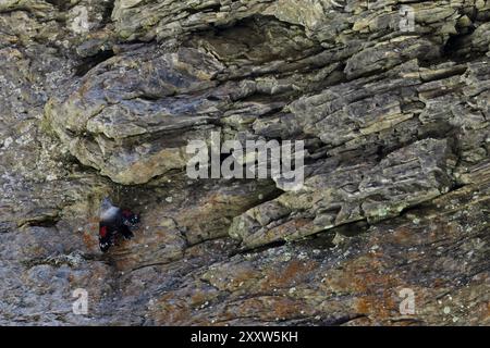 Wallcreeper (Tichodroma muraria) camuffato tra le rocce di una gola Svizzera agosto 2024 Foto Stock