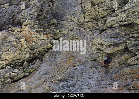 Wallcreeper (Tichodroma muraria) camuffato tra le rocce di una gola Svizzera agosto 2024 Foto Stock