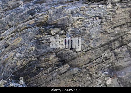 Wallcreeper (Tichodroma muraria) camuffato tra le rocce di una gola Svizzera agosto 2024 Foto Stock