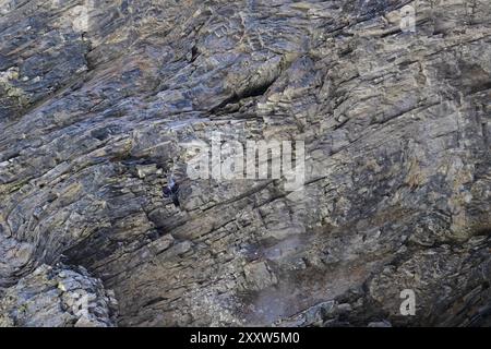 Wallcreeper (Tichodroma muraria) camuffato tra le rocce di una gola Svizzera agosto 2024 Foto Stock