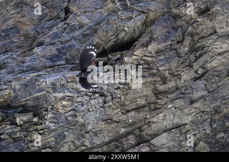 Wallcreeper (Tichodroma muraria) in volo mimetizzato tra le rocce di una gola Svizzera agosto 2024 Foto Stock