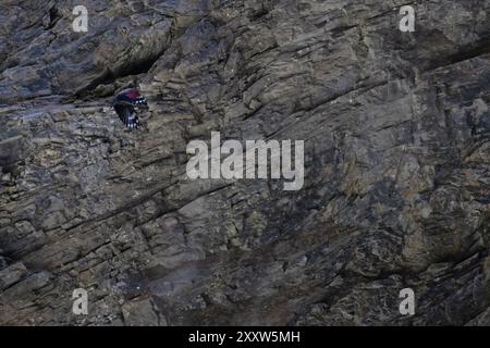 Wallcreeper (Tichodroma muraria) in volo mimetizzato tra le rocce di una gola Svizzera agosto 2024 Foto Stock