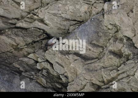 Wallcreeper (Tichodroma muraria) camuffato tra le rocce di una gola Svizzera agosto 2024 Foto Stock