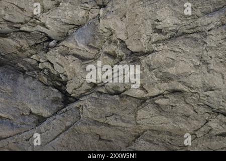 Wallcreeper (Tichodroma muraria) camuffato tra le rocce di una gola Svizzera agosto 2024 Foto Stock