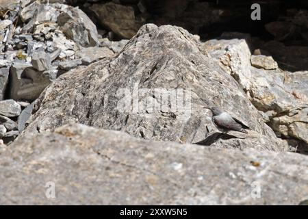 Wallcreeper (Tichodroma muraria) camuffato tra le rocce di una gola Svizzera agosto 2024 Foto Stock