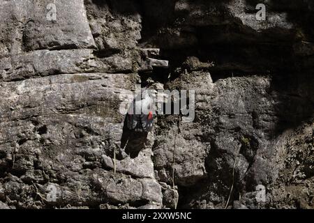 Wallcreeper (Tichodroma muraria) camuffato tra le rocce di una gola Svizzera agosto 2024 Foto Stock