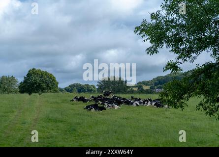 Mucche che riposano in un campo vicino a Bollington, Cheshire, Regno Unito Foto Stock