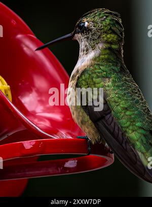 Colibrì femmina dalla gola rubina all'alimentatore Foto Stock