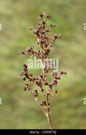 Giunto di Rush Juncus articulatus Foto Stock