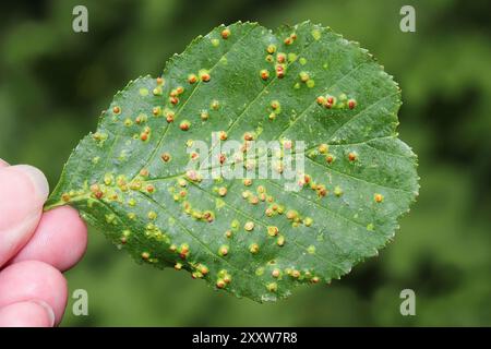 Blister Galli su comuni Ontano Alnus glutinosa lascia causata dall'acaro Eriophyes laevis Foto Stock