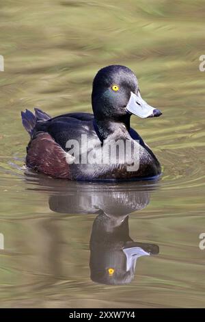 Femmina di Moretta Aythya fuligula nuotare in acqua a Martin mera WWT, LANCASHIRE REGNO UNITO Foto Stock