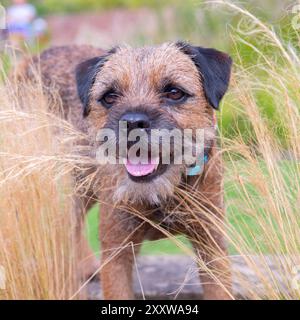 bel cane border terrier sorridente in un ambiente naturale Foto Stock