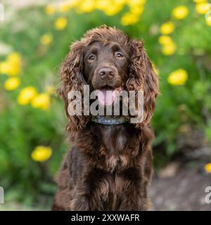 cioccolato che lavora inglese cocker spaniel cane in giardino con. fiori Foto Stock