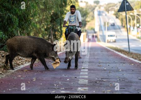 Due cinghiali che si nutrono su una pista ciclabile mentre un ciclista si avvicina. L'immagine illustra l'impatto delle attività umane sul comportamento della fauna selvatica e sulla strada Foto Stock