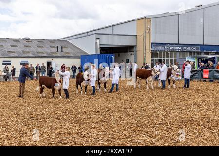 Royal Bath and West Show Cattle being Judged, Royal Bath and West Showground, Shepton Mallet, Somerset, Inghilterra, Regno Unito Foto Stock