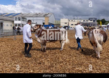 Royal Bath and West Show Cattle being Judged, Royal Bath and West Showground, Shepton Mallet, Somerset, Inghilterra, Regno Unito Foto Stock