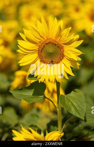 Primo piano di un girasole giallo che fiorisce in un campo di girasole del Wiltshire, Wiltshire, Inghilterra, Regno Unito Foto Stock