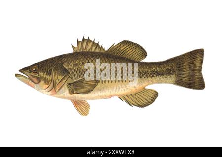 The Largemouth Black Bass (Largemouth Bass) (Micropterus salmoides) (Micropterus nigricans) Color Lithographed Fish Print di Sherman Foote Denton Foto Stock
