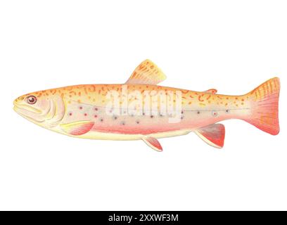 Stampa a colori litografata Fish di Sherman Foote Denton Foto Stock