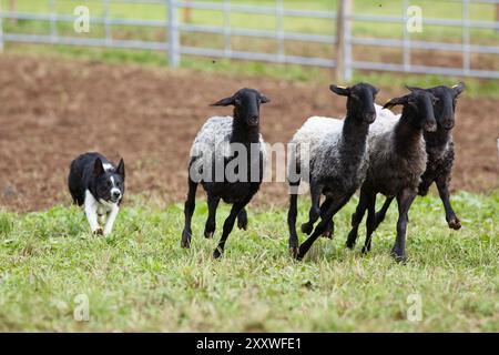 Border Collie cane da pastore che lavora con un gregge di pecore Foto Stock