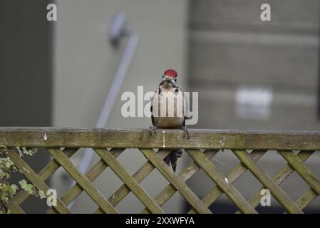 Ritratto di un picchio maculato giovanile (Dendrocopus Major) di fronte alla macchina fotografica dalla cima di un recinto di Trellis, realizzato in Galles in estate Foto Stock