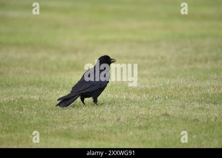 Carrion Crow (Corvus corone) in piedi sull'erba corta, a sinistra dell'immagine, a destra, con Beak Open in Hot Weather, scattato a luglio nel Galles centrale, Regno Unito Foto Stock