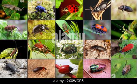 DATA DI REGISTRAZIONE NON DICHIARATA 17.06.2024 / Sachsen Anhalt Sachsen-Anhalt Käfer Kerfe Coleoptera Biodiversität Insekt Insekten Macroaufnahme Makroaufnahme Macrofoto Makrofoto foto foto foto: Compilation Zusammenstellung Übersicht foto Heimische Käfer 1.reihe vlnr Gelbbrauner Mistkäfer / Gemeiner Schnellkäfer / Asiatischer Marienkäfer / Rigred Schnellkäfer-Grabläufer Stierkäfer Franzosenkäfer Ameisenblattkäfer Maikäfer Rosenkäfer Schnellläufer Feuerkäfer Balkenschröter Kahnläufer Pappelblattkäfer Foto Stock