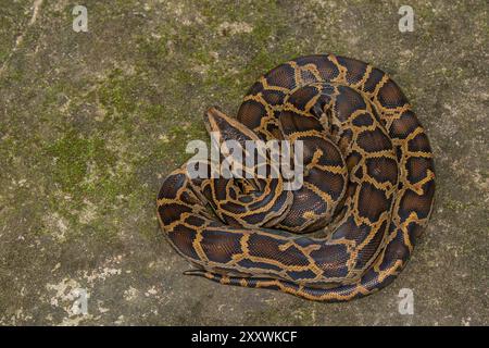 Python birmano (Python bivittatus) subadulto. Foto Stock
