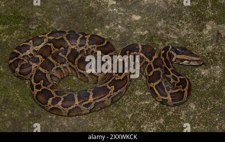 Python birmano (Python bivittatus) subadulto. Foto Stock