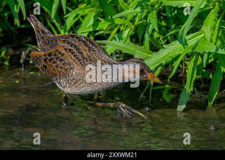 Il rastrello maculato (Porzana porzana / Ortygometra porzana) si forgia nelle paludi in estate Foto Stock