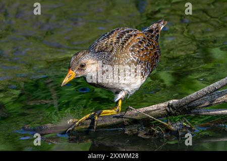 Il rastrello maculato (Porzana porzana / Ortygometra porzana) si forgia nelle paludi in estate Foto Stock