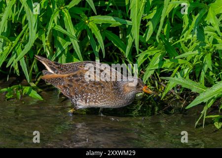 Il rastrello maculato (Porzana porzana / Ortygometra porzana) si forgia nelle paludi in estate Foto Stock