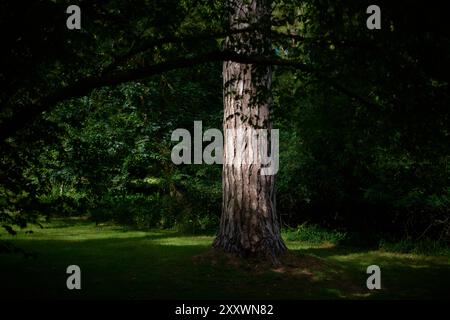 Struttura della foresta Foto Stock
