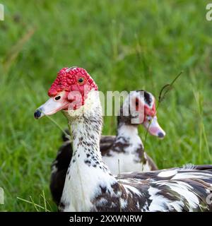 Due anatre moscovite Foto Stock