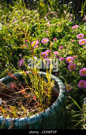 BURNTISLAND, FIFE, SCOZIA, Regno Unito - 11 GIUGNO 2024: Un mix di fiori colorati e verde vegetale prospera in un giardino che mette in mostra la bellezza della natura. Foto Stock