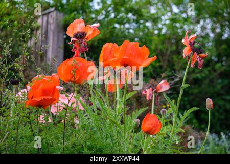 BURNTISLAND, FIFE, SCOZIA, Regno Unito - 11 GIUGNO 2024: I papaveri rossi brillanti fioriscono in un giardino verde, illuminato dalla luce del sole. Foto Stock