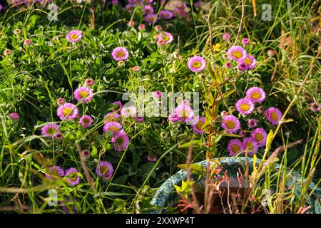 BURNTISLAND, FIFE, SCOZIA, Regno Unito - 11 GIUGNO 2024: I vivaci fiori rosa prosperano tra le foglie verdi in un giardino soleggiato. Foto Stock