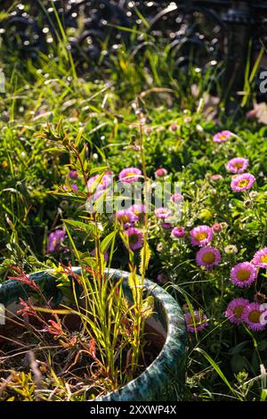 BURNTISLAND, FIFE, SCOZIA, Regno Unito - 11 GIUGNO 2024: Lussureggiante giardino pieno di fiori rosa in fiore e vivaci piante verdi sotto la calda luce del sole. Foto Stock